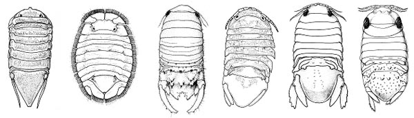 male sphaeromatid isopods of South Carolina male sphaeromatid isopods of South Carolina